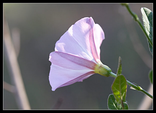 Convolvulus arvensis / Vilucchio comune