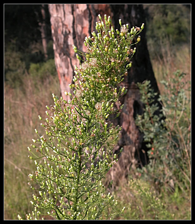 genere Erigeron