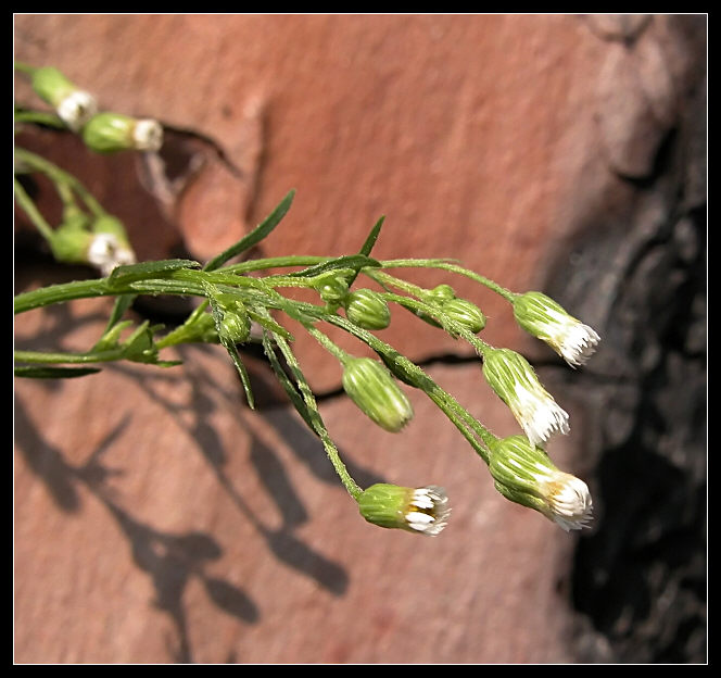 genere Erigeron