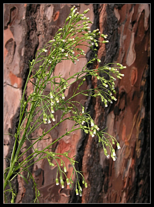 genere Erigeron