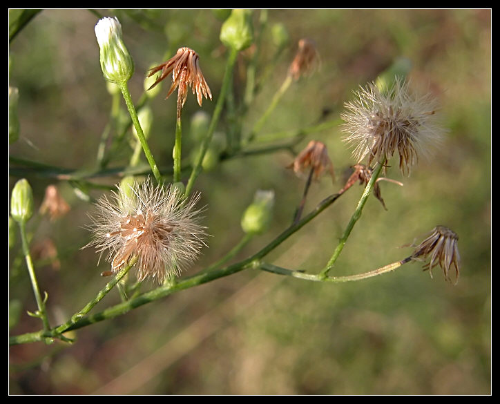 genere Erigeron