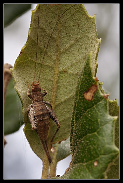 Arachnocephalus vestitus