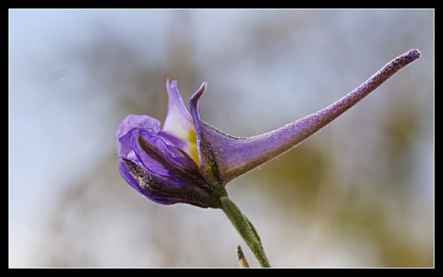 Delphinium peregrinum L. / Speronella peregrina