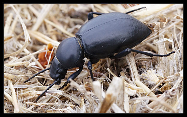 Tentyria grossa