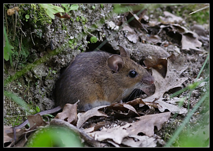 Apodemus sp. - Monterano (RM)