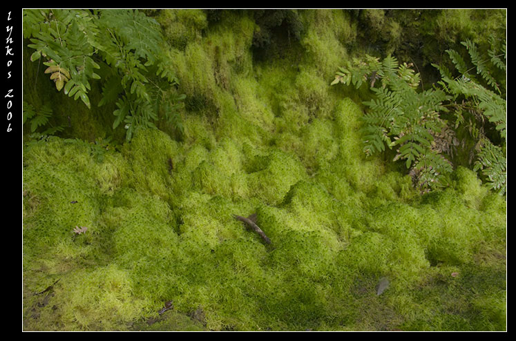 Muschio tappeto da Monterano