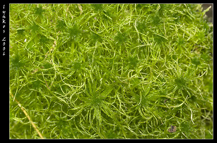 Muschio tappeto da Monterano