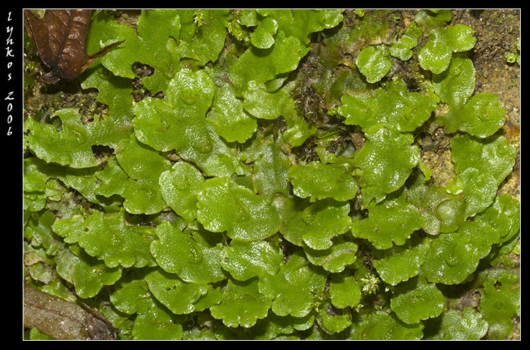 Lunularia cruciata?