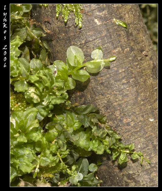 Muschio da Monterano: Plagiomnium sp.