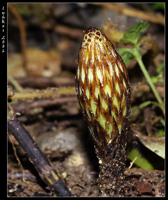 Equisetum sp.