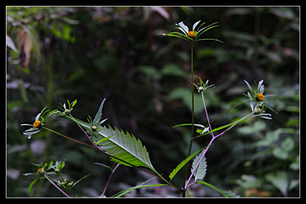 Bidens frondosus