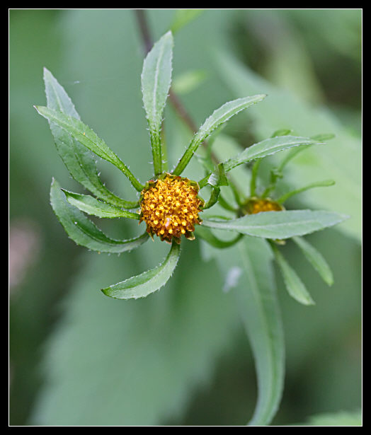Bidens frondosus