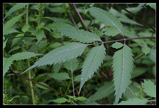 Bidens frondosus