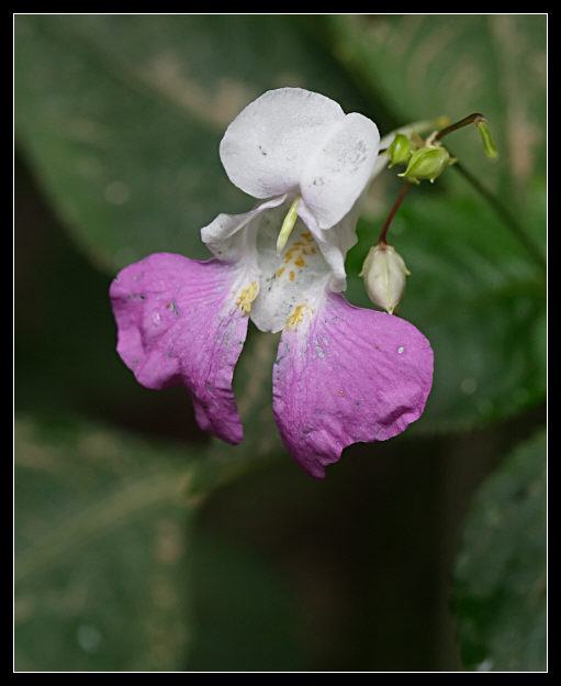 Impatiens balfourii / Balsamina di Baulfor