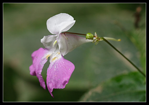 Impatiens balfourii / Balsamina di Baulfor