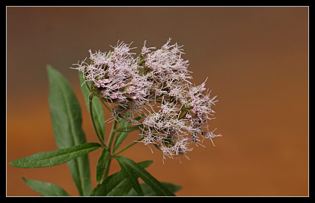 Eupatorium cannabinum / Canapa acquatica