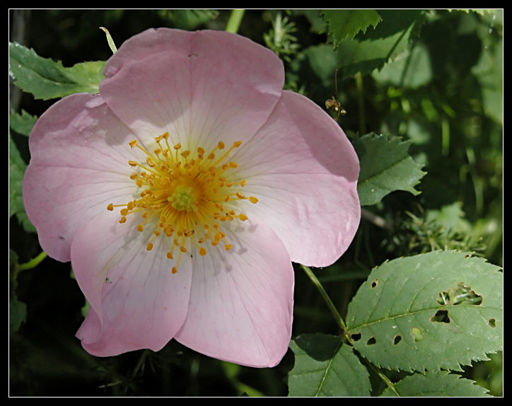 Rosa sempervirens & Rosa canina