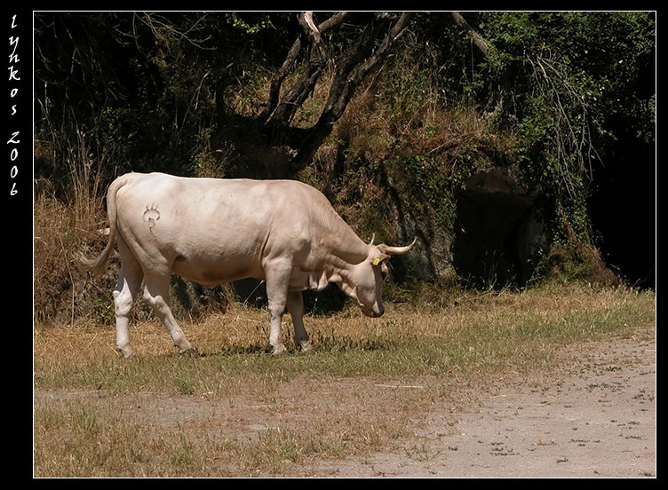 Animali al pascolo