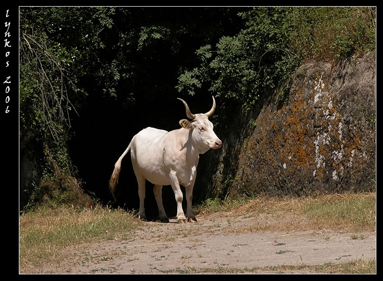 Animali al pascolo