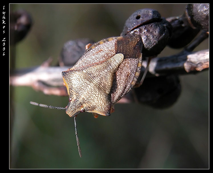 Carpocoris pudicus? Nooooooo... Carpocoris mediterraneus