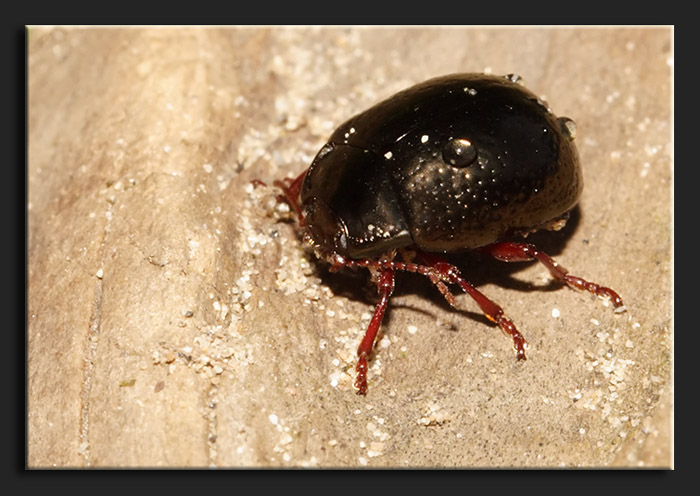 Chrysolina bankii?