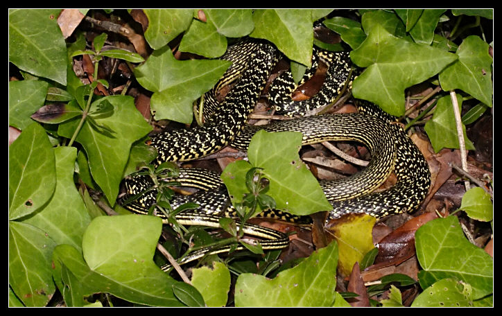 Biacco Hierophis viridiflavus