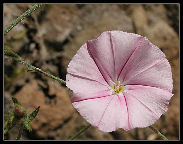 Convolvulus cantabrica / Vilucchio bicchierino