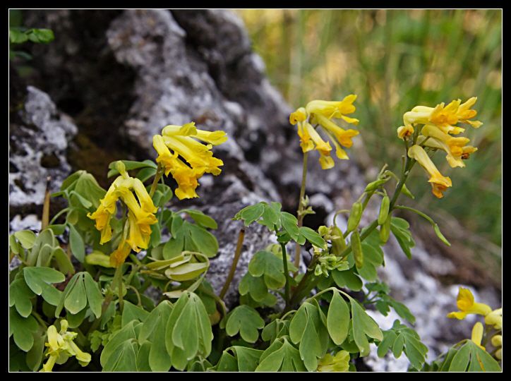 Pseudofumaria lutea (=Corydalis lutea) / Colombina gialla