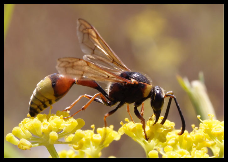 Eumenes unguiculata?