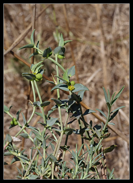 Hyles euphorbiae bruco