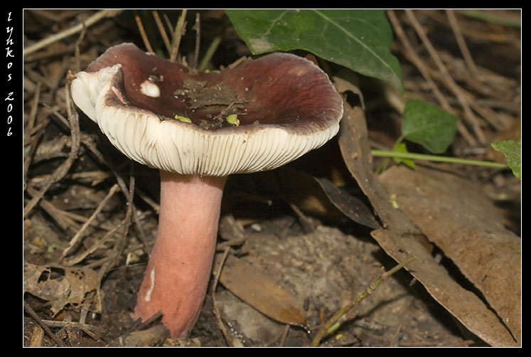 Un po'' alla volta 4