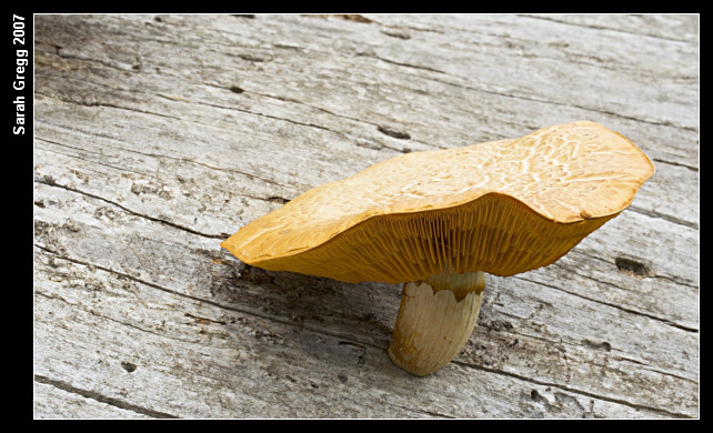 Due dal litorale romano