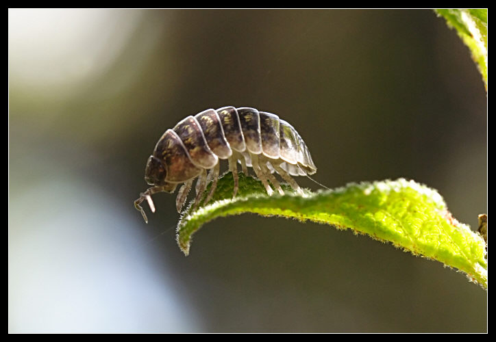 Se solo avessi le ali! Armadillidium sp.