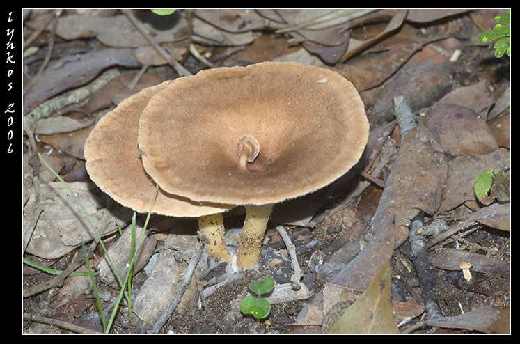 Un po'' alla volta 4