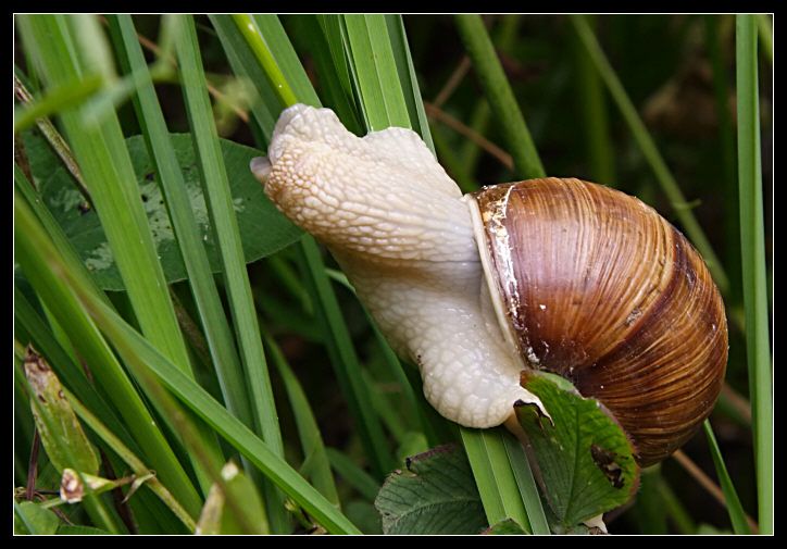 Chiocciola di montagna: Helix sp.