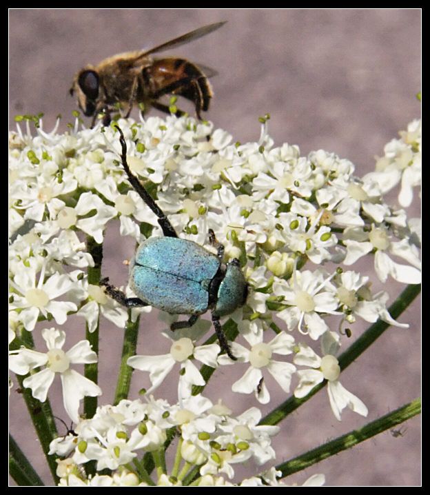 Hoplia argentea