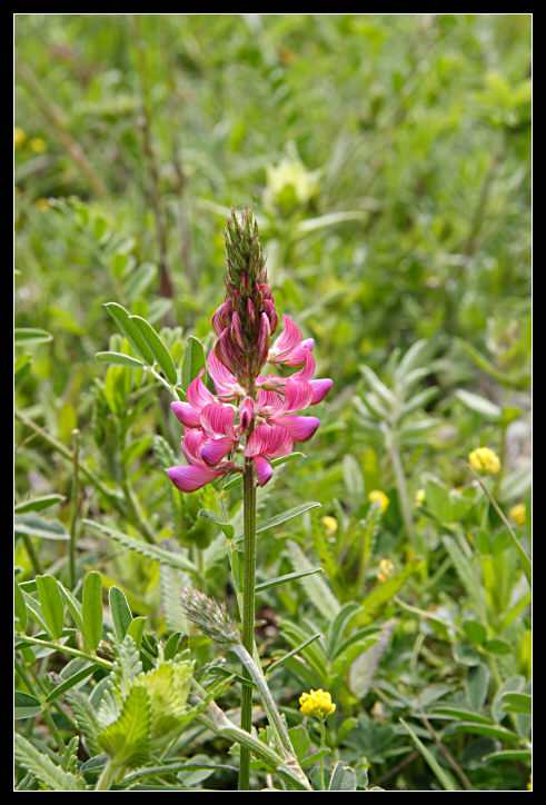 Onobrychis viciifolia / Lupinella comune