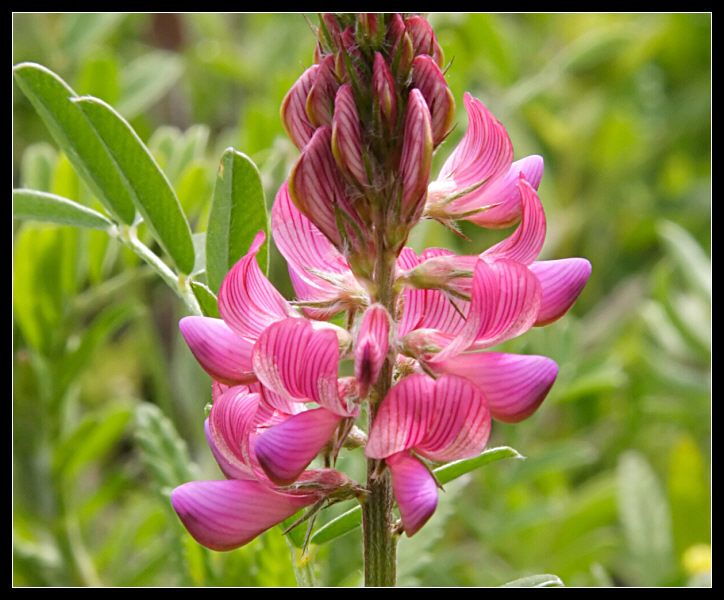 Onobrychis viciifolia / Lupinella comune