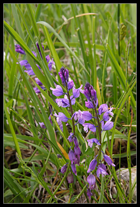 Polygala sp.?