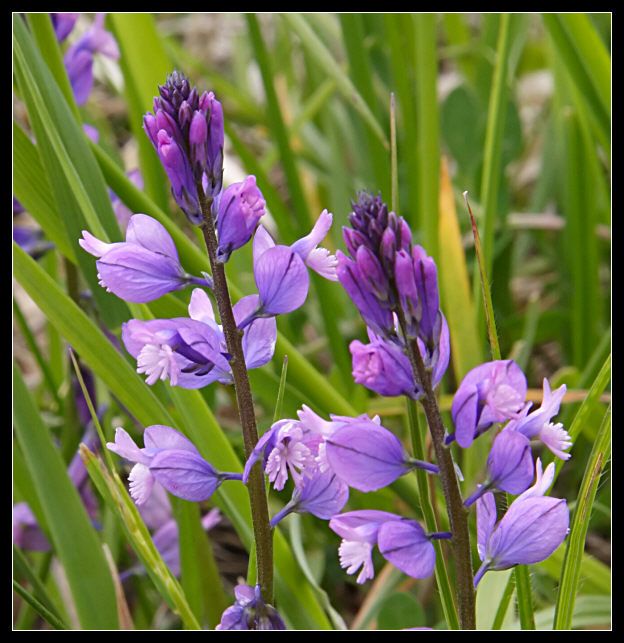 Polygala sp.?