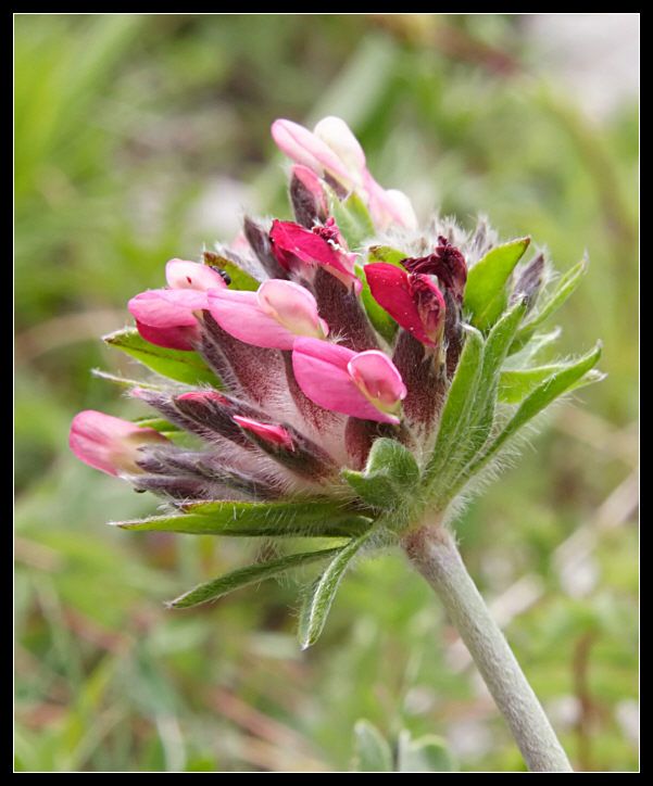 Anthyllis vulneraria / Vulneraria comune