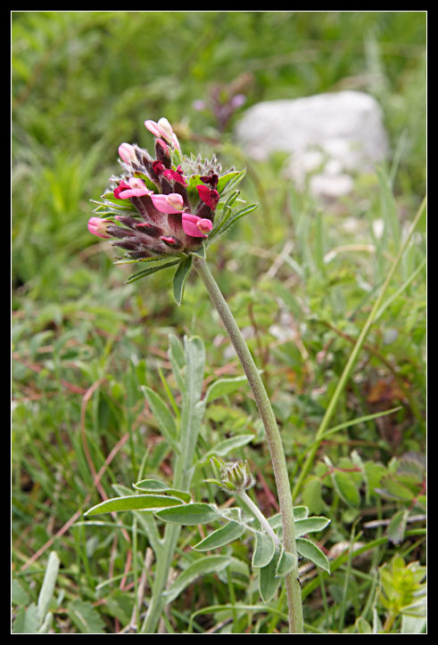 Anthyllis vulneraria / Vulneraria comune