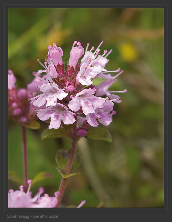 Thymus kerneri