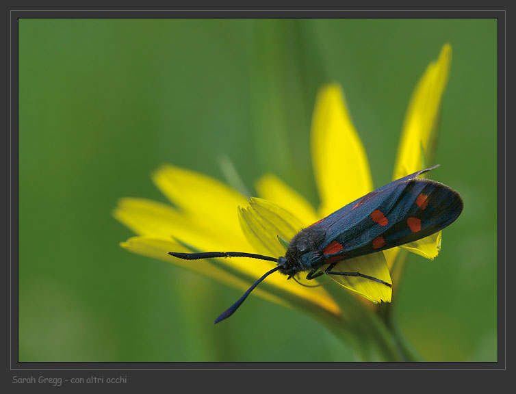 Prime schiusure di Zigene: Zygaena filipendulae