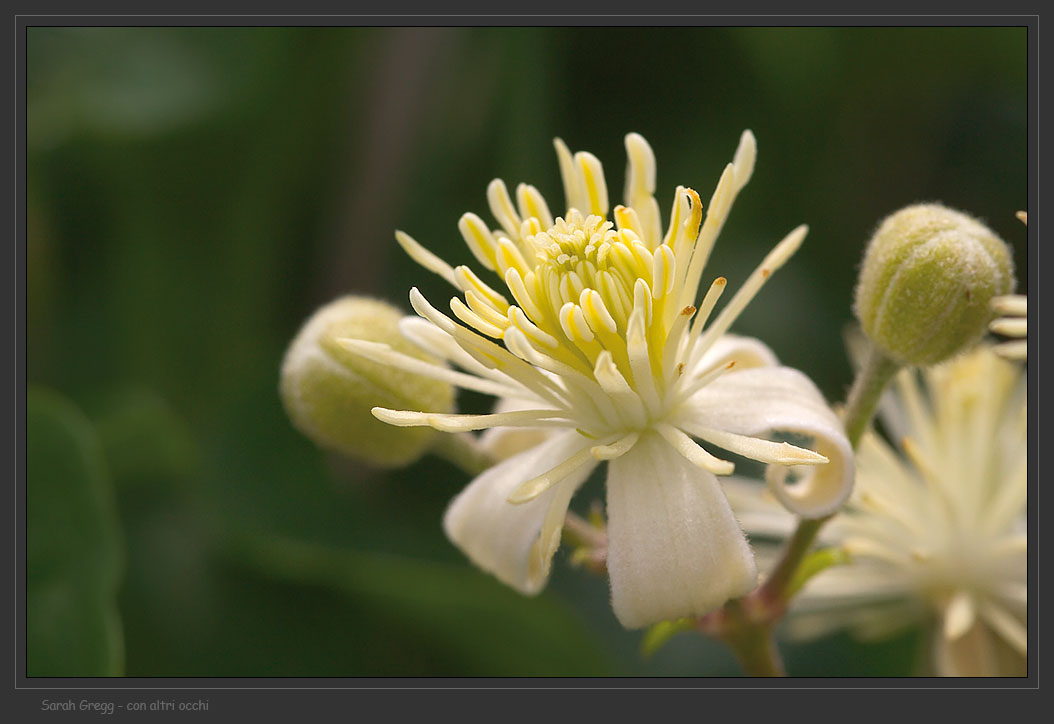 Clematis vitalba / Vitalba