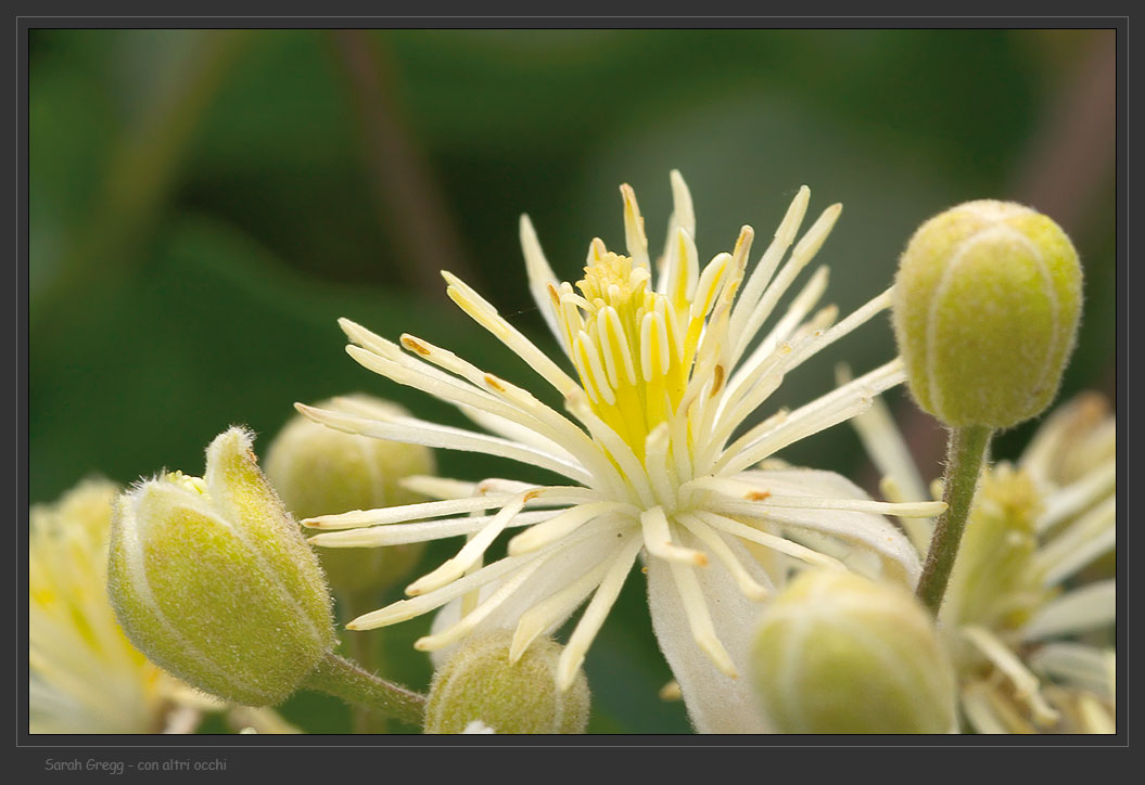 Clematis vitalba / Vitalba