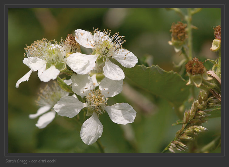 Un argomento spinoso - Rubus sp.