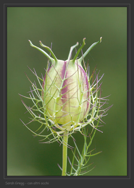 Nigella damascena / Damigella scapigliata