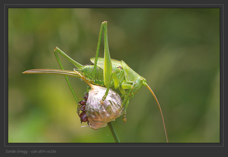 Ninfa di Tettigonia sp. (Orthoptera)