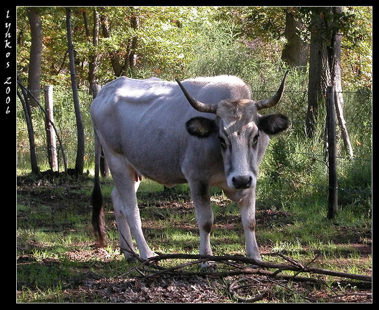 Animali al pascolo